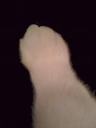 Cat Paw 0
