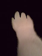 Cat Paw 1